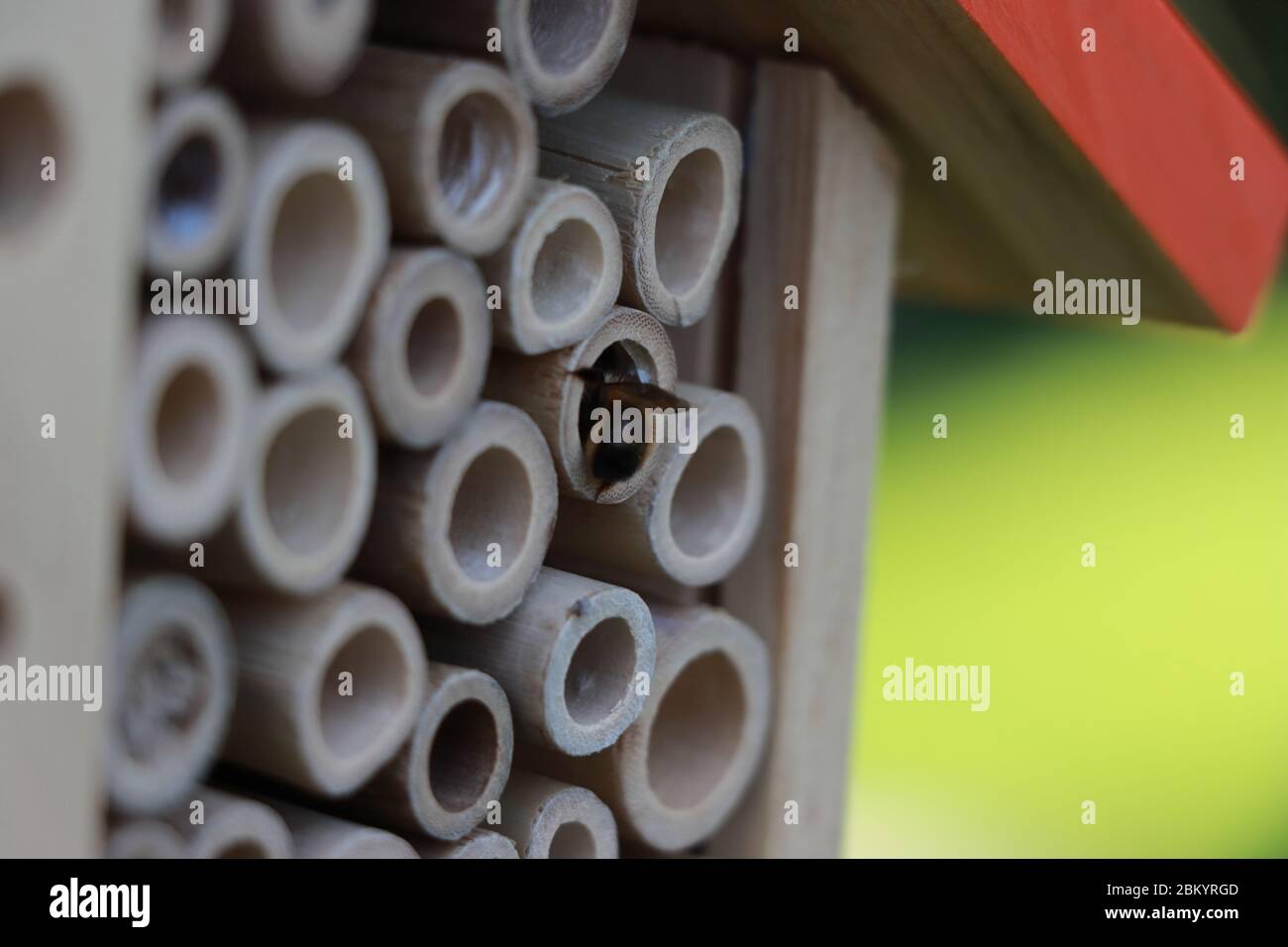Insetto hotel con muratore solitario ape. Foto Stock
