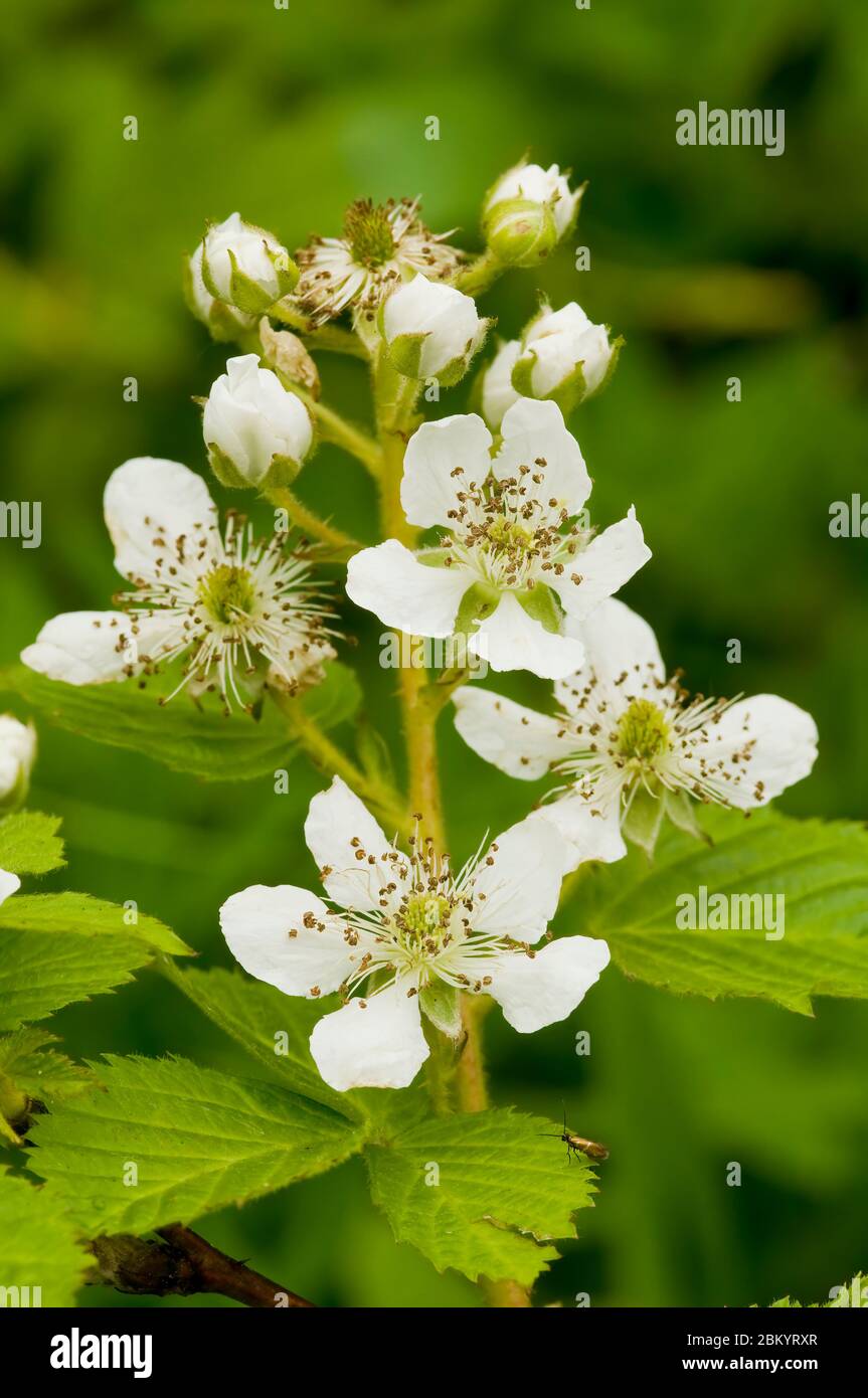 Fiori fioriti di mora nel giardino. Mazzo di fiori bianchi freschi - Rubus frutticosus - su ramo con foglie verdi che crescono in un'azienda agricola. Chiudi-u Foto Stock