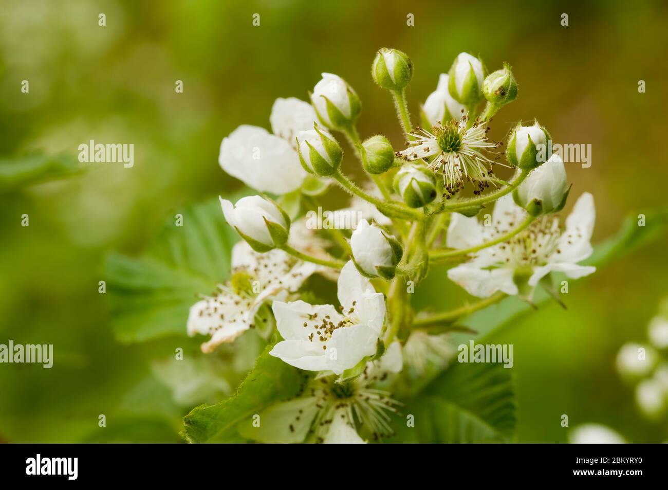 Fiori fioriti di mora nel giardino. Mazzo di fiori bianchi freschi - Rubus frutticosus - su ramo con foglie verdi che crescono in un'azienda agricola. Chiudi-u Foto Stock