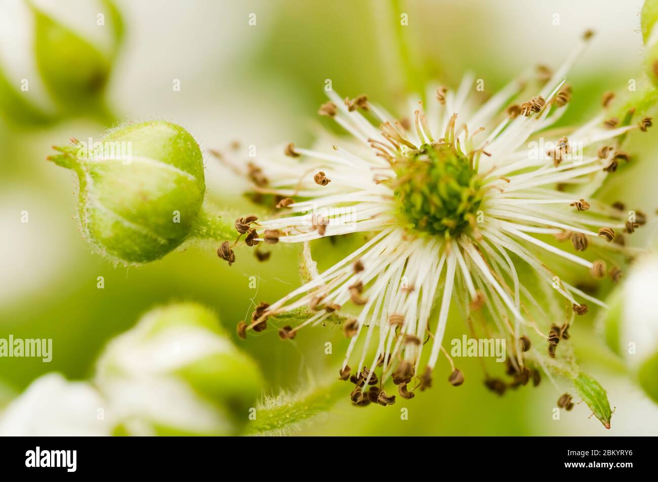 Fiori fioriti di mora nel giardino. Mazzo di fiori bianchi freschi - Rubus frutticosus - su ramo con foglie verdi che crescono in un'azienda agricola. Chiudi-u Foto Stock