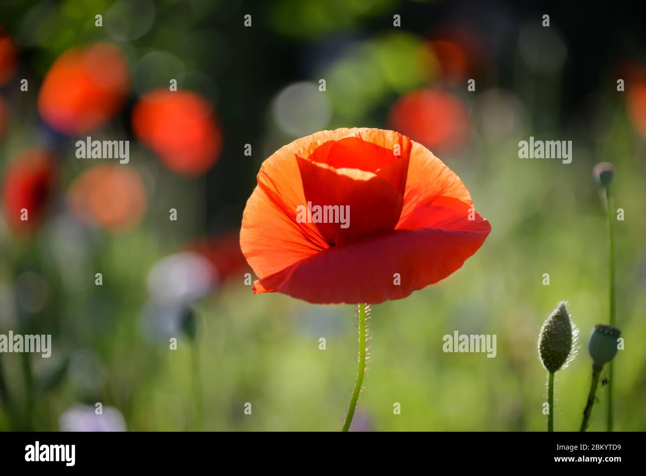 Papaveri selvatici che si illuminano in un campo in una giornata di sole. Foto Stock