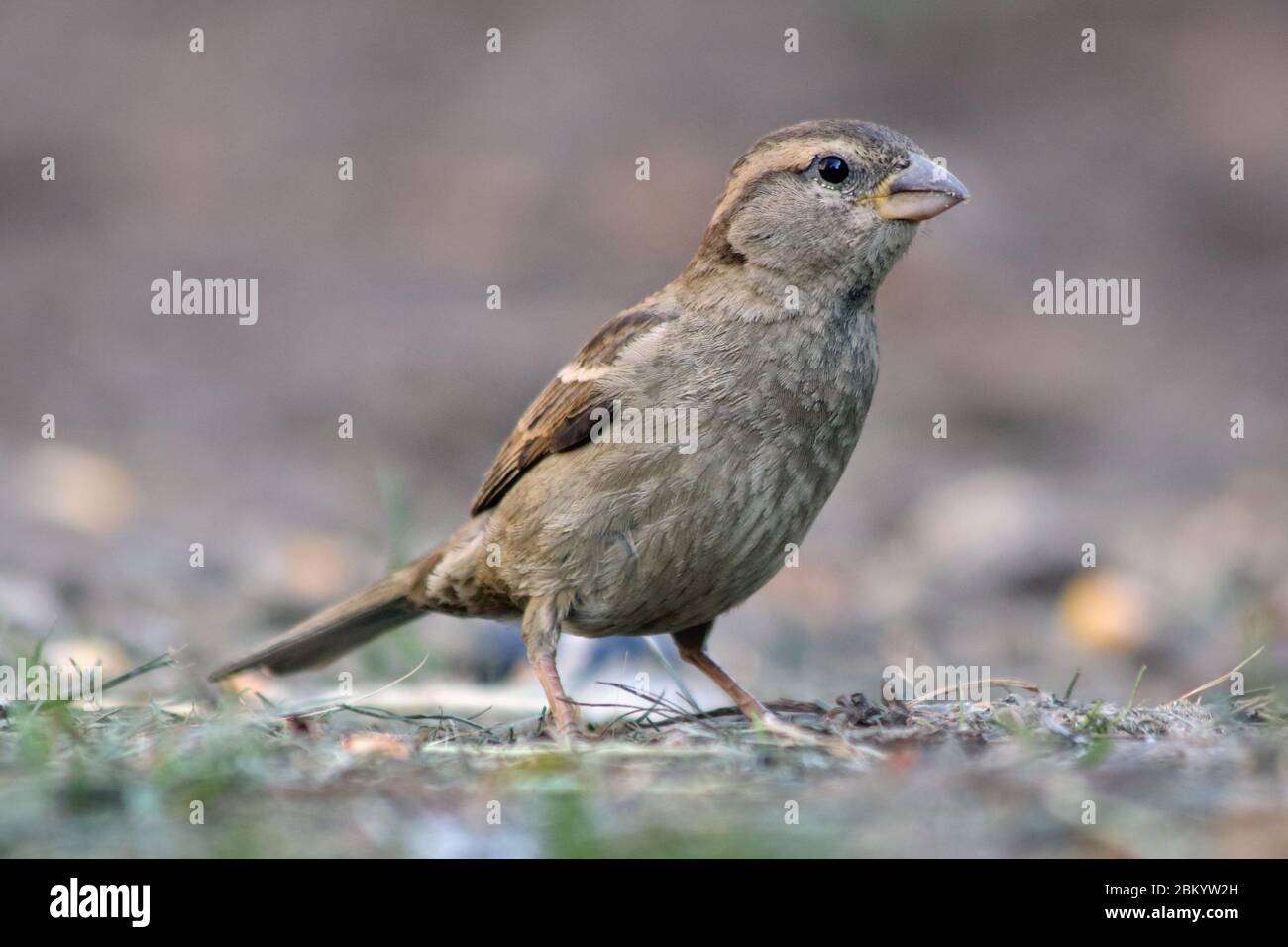 Ritratto di passero di casa (passer domesticus). Foto Stock