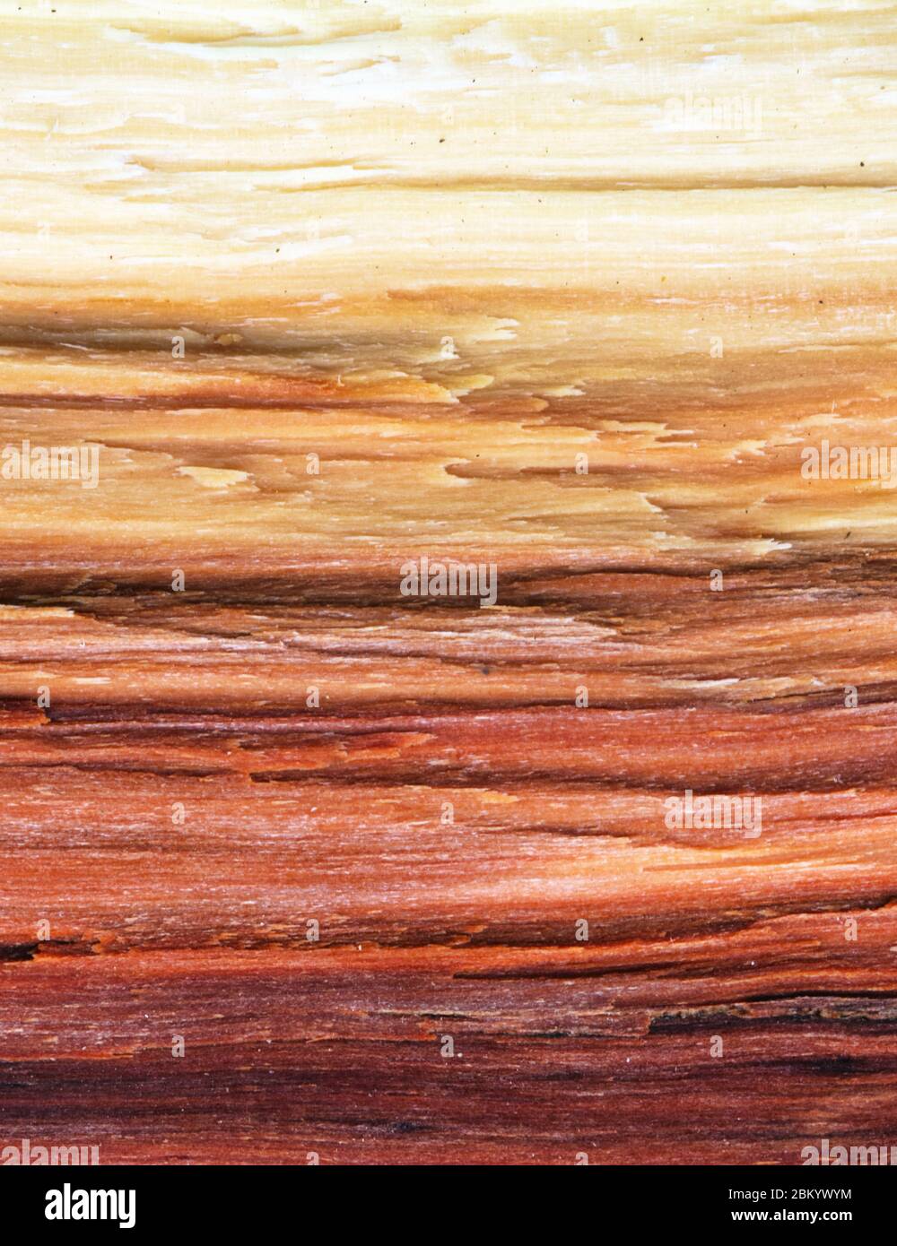 Asse di legno con linee chiare e scure Foto Stock