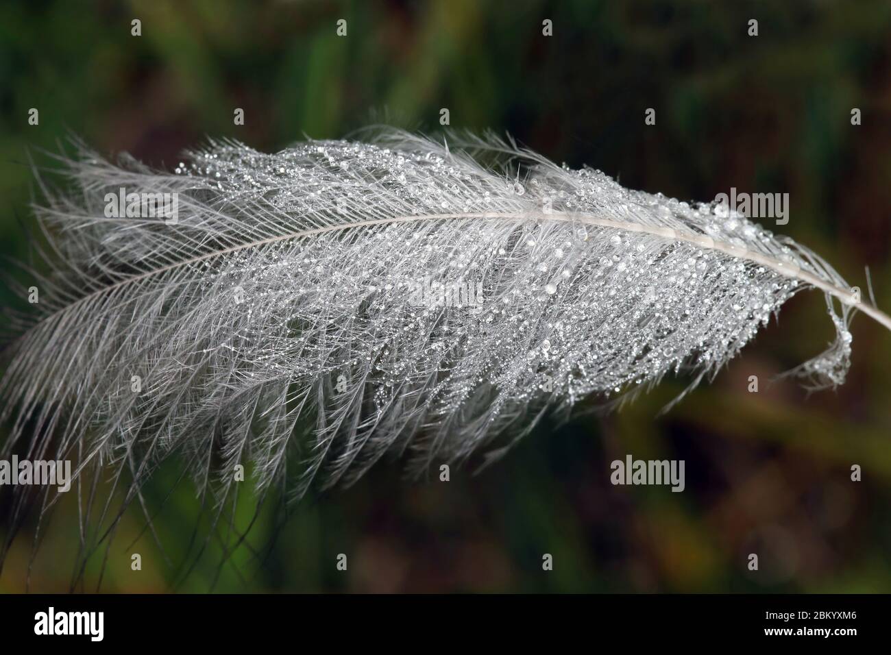 Bianco fletty flaffy uccelli piuma con desdrops mattina rugiada mentire in erba Foto Stock
