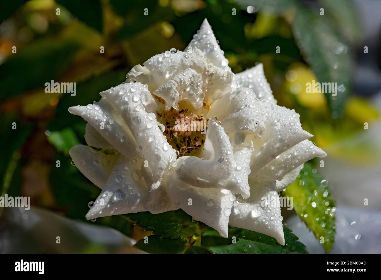 Rosa bianca in miniatura coperta da gocce d'acqua, primo piano, macro shot, messa a fuoco impilata Foto Stock