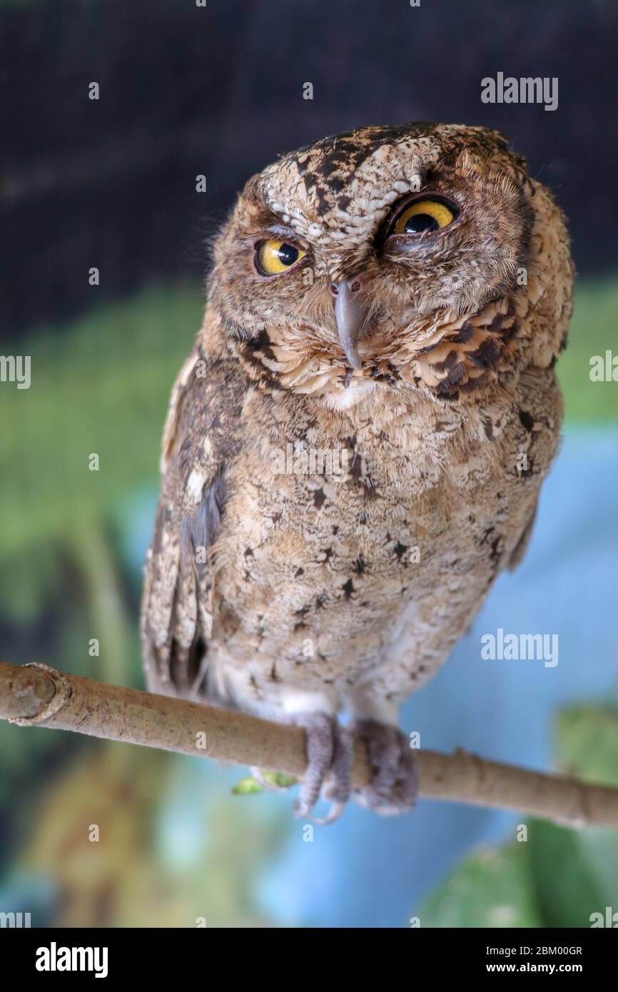 Un giovane gufo lungo-eato seduto su un ramo guardando la macchina fotografica. Cute Asio Otus. Un primo piano di un gufo giovane che si trova su un ramo di albero sotto il Foto Stock