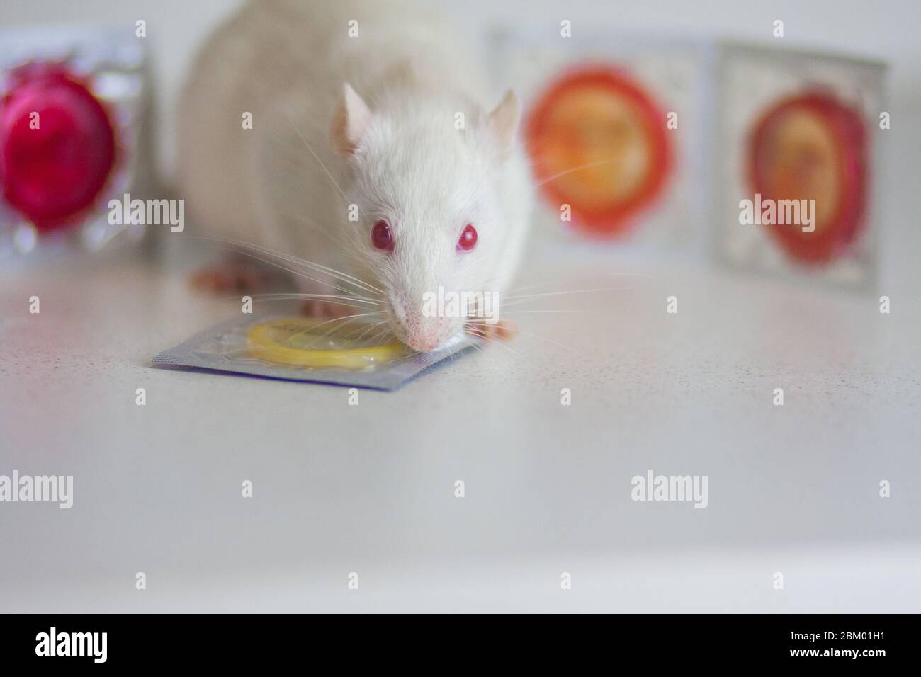 Contraccezione concetto. Gravidanza indesiderata. Ratto bianco e preservativo Foto Stock