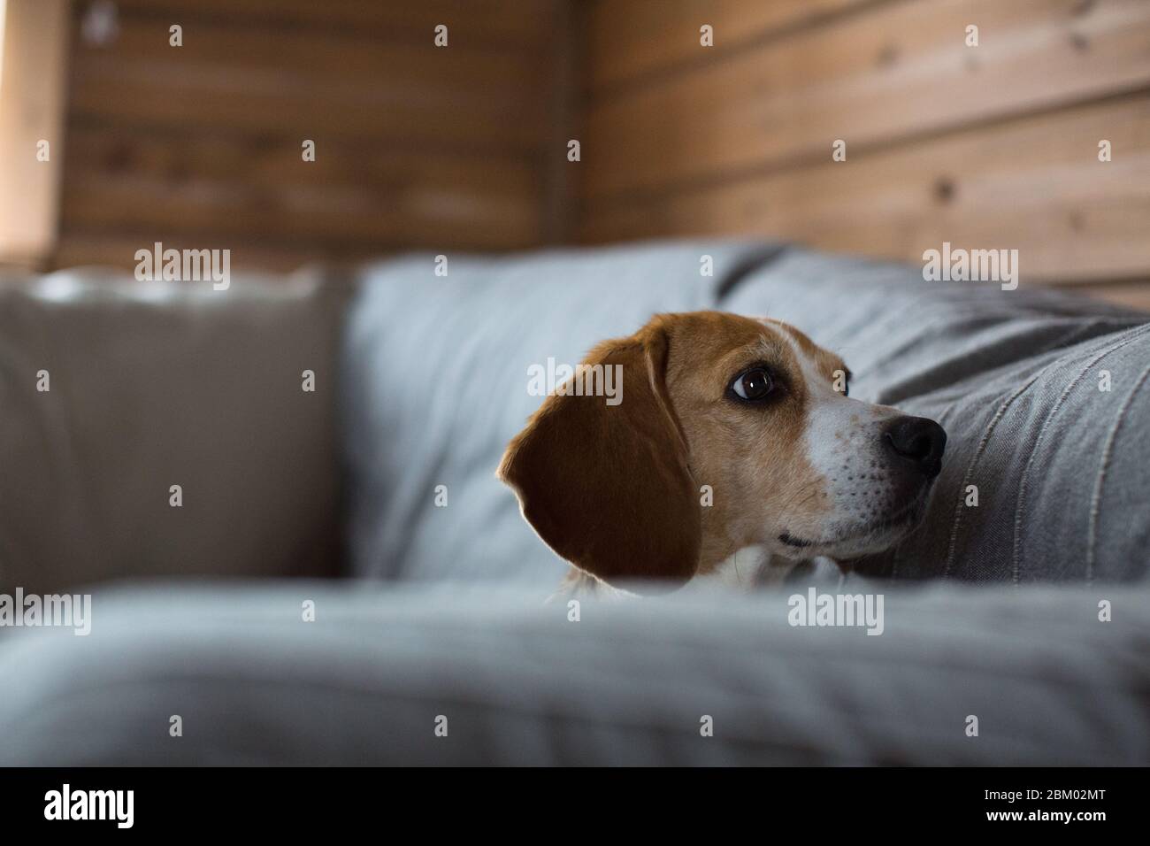 Beagle sdraiato sul divano. Foto Stock