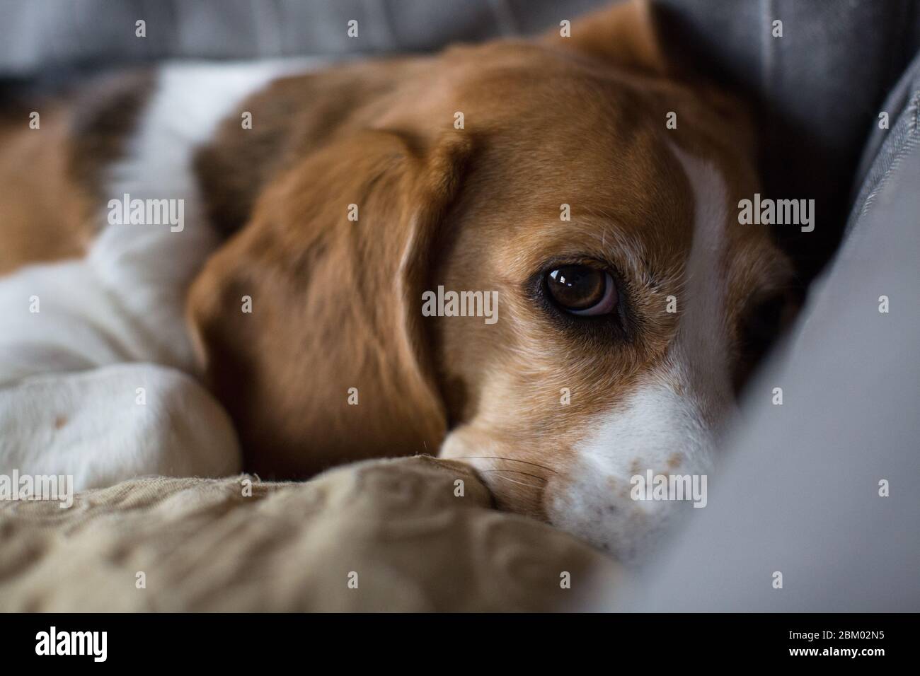 Beagle sdraiato sul divano. Foto Stock