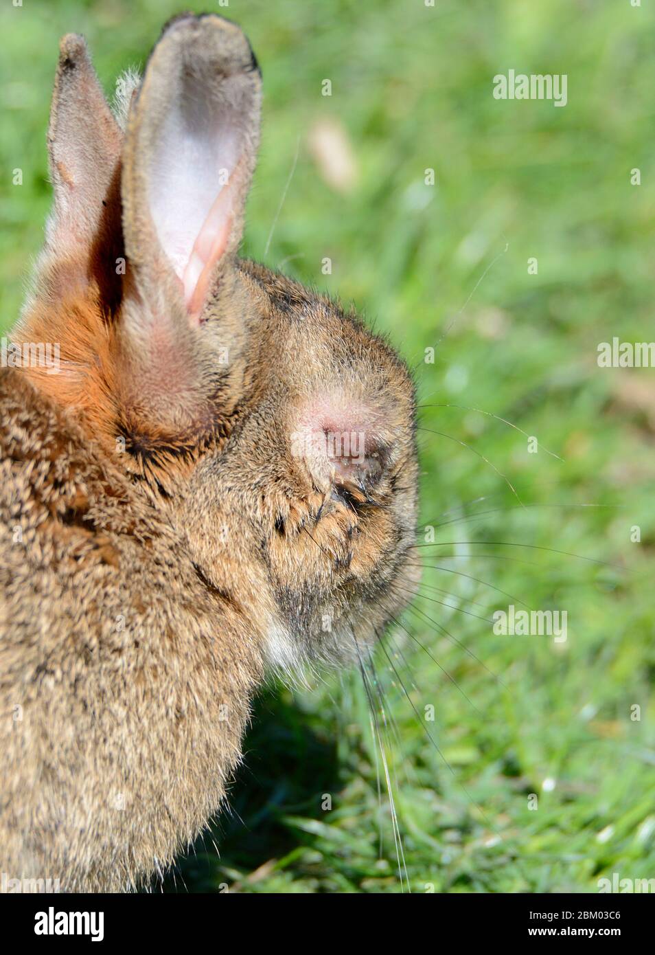 Coniglio europeo (Oryctolagus cuniculus) che mostra sintomi di mixomatosi. Maggio 2020, Kent, UK. Foto Stock