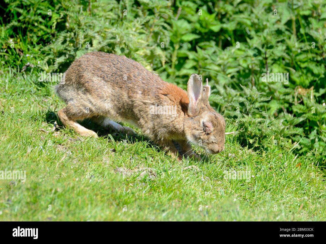Coniglio europeo (Oryctolagus cuniculus) che mostra sintomi di mixomatosi. Maggio 2020, Kent, UK. Foto Stock