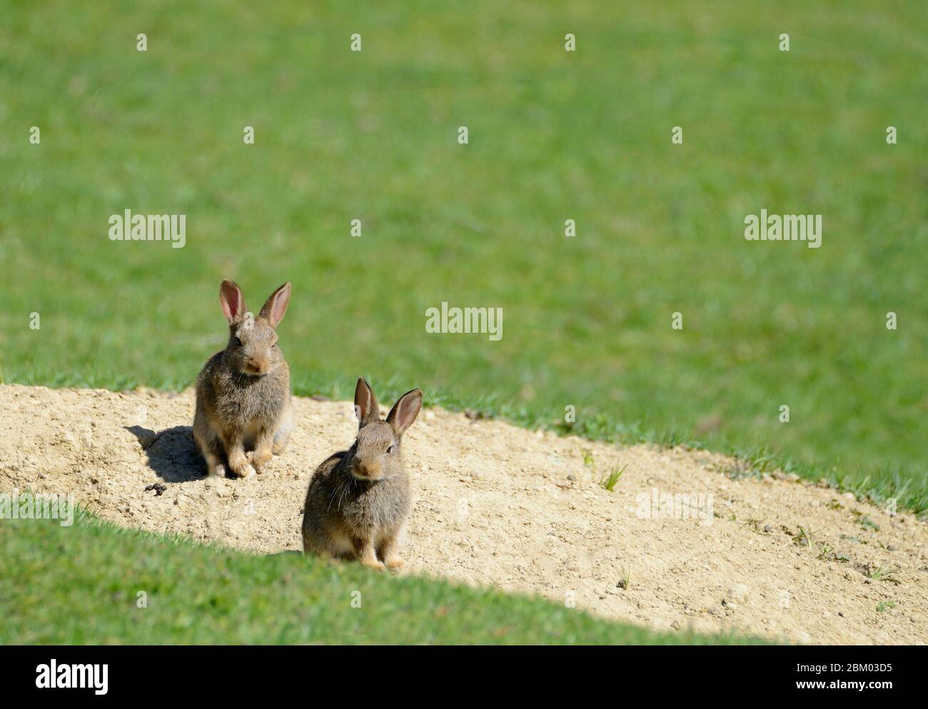 Due giovani conigli europei (Oryctolagus cuniculus) alla bocca di una Warren. Kent, Regno Unito. Maggio Foto Stock