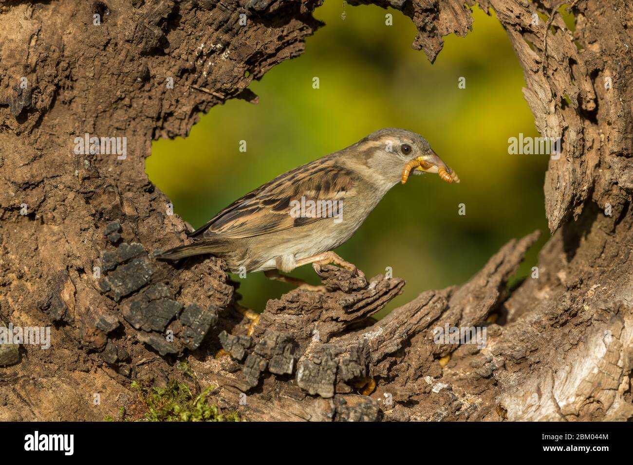 Casa Passero (Nome scientifico: Passer domesticus). Una casa di donne passero con il suo becco pieno, di fronte a destra all'interno di un tronco caduto e decaduto. Primo piano Foto Stock