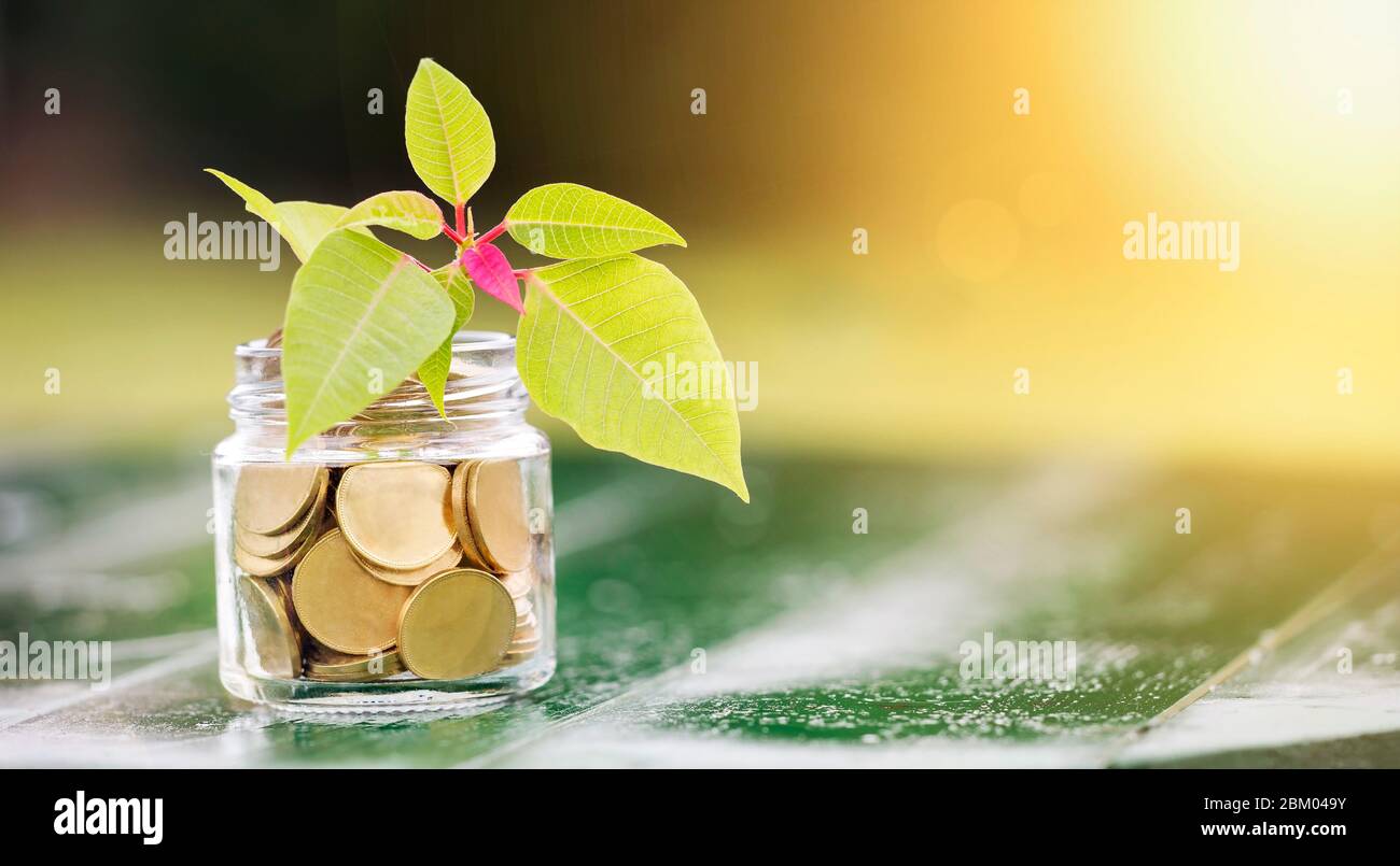 Concetto di risparmio di denaro - banner web di monete d'oro in un bicchiere con spazio vuoto, copia Foto Stock