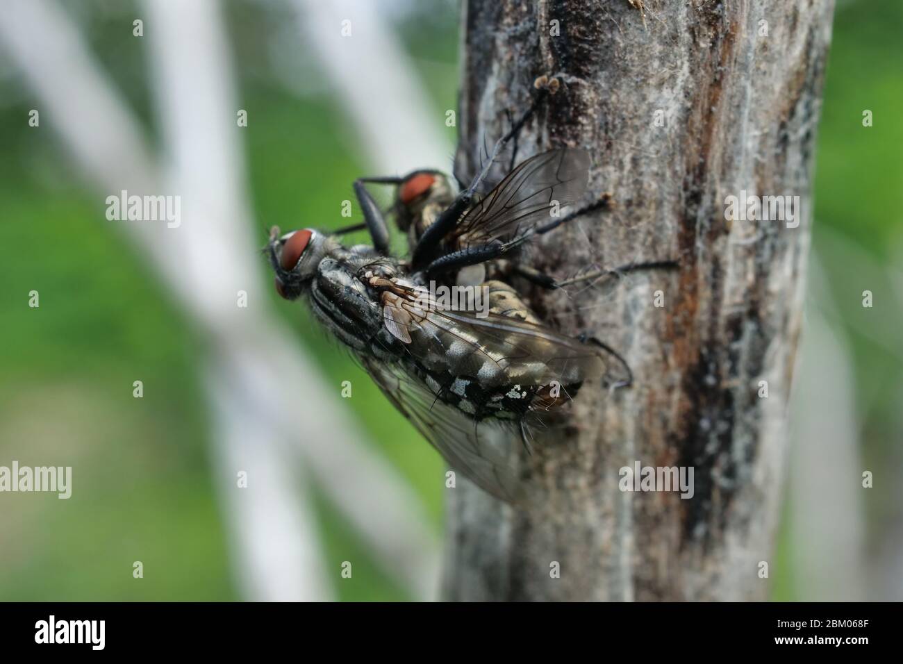 WASP on Nest in Brembo Park, Bergamo, Lombardia, Italia Foto Stock