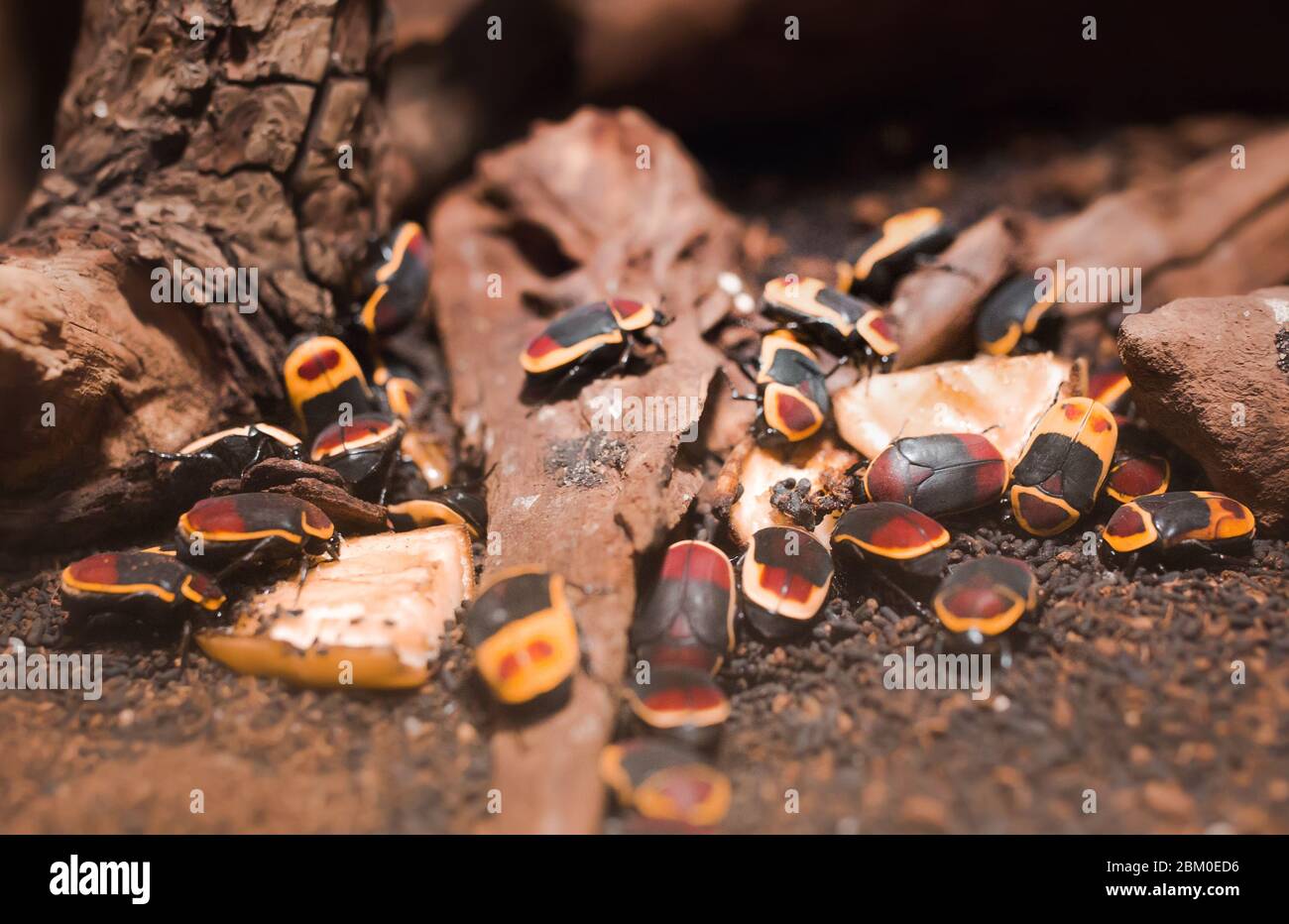 Macro Creepy primo piano di una colonia molto di scarabei di sole su un ramo di albero, specie scarabeo tropicale di specie da Africa .Common famiglia bug striscianti . Dir Foto Stock
