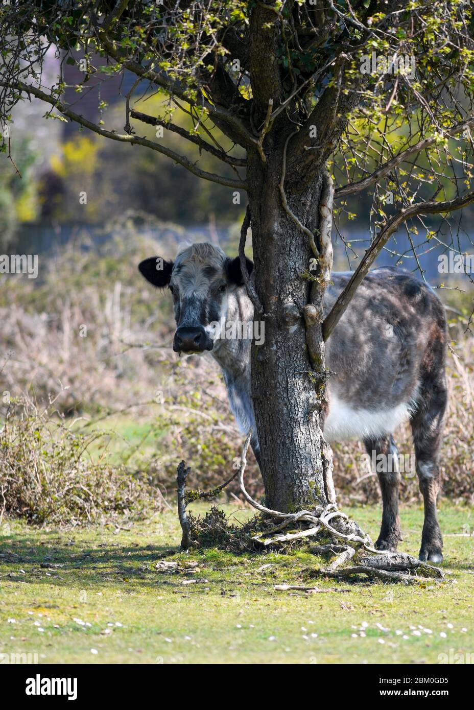 Mucca bruna appled che sta vicino al grande albero che si aggirano liberamente nella nuova foresta guardando la macchina fotografica con interesse mentre pascola sul prato in campagna Foto Stock