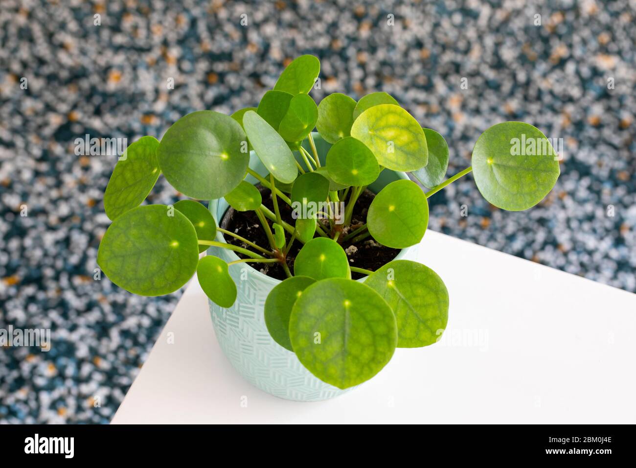 Una pianta di soldi cinesi in un vaso bianco su una tabella con un tappeto sfocato nel retro Foto Stock