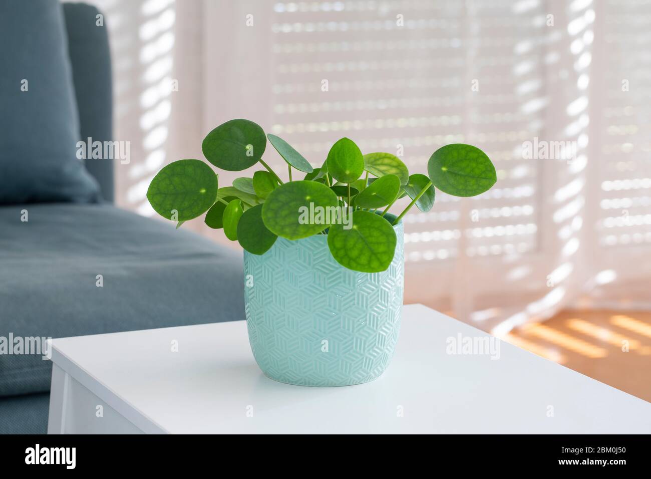 Una pianta di soldi cinesi in un vaso bianco su una tabella con un interno sfocato nello sfondo Foto Stock