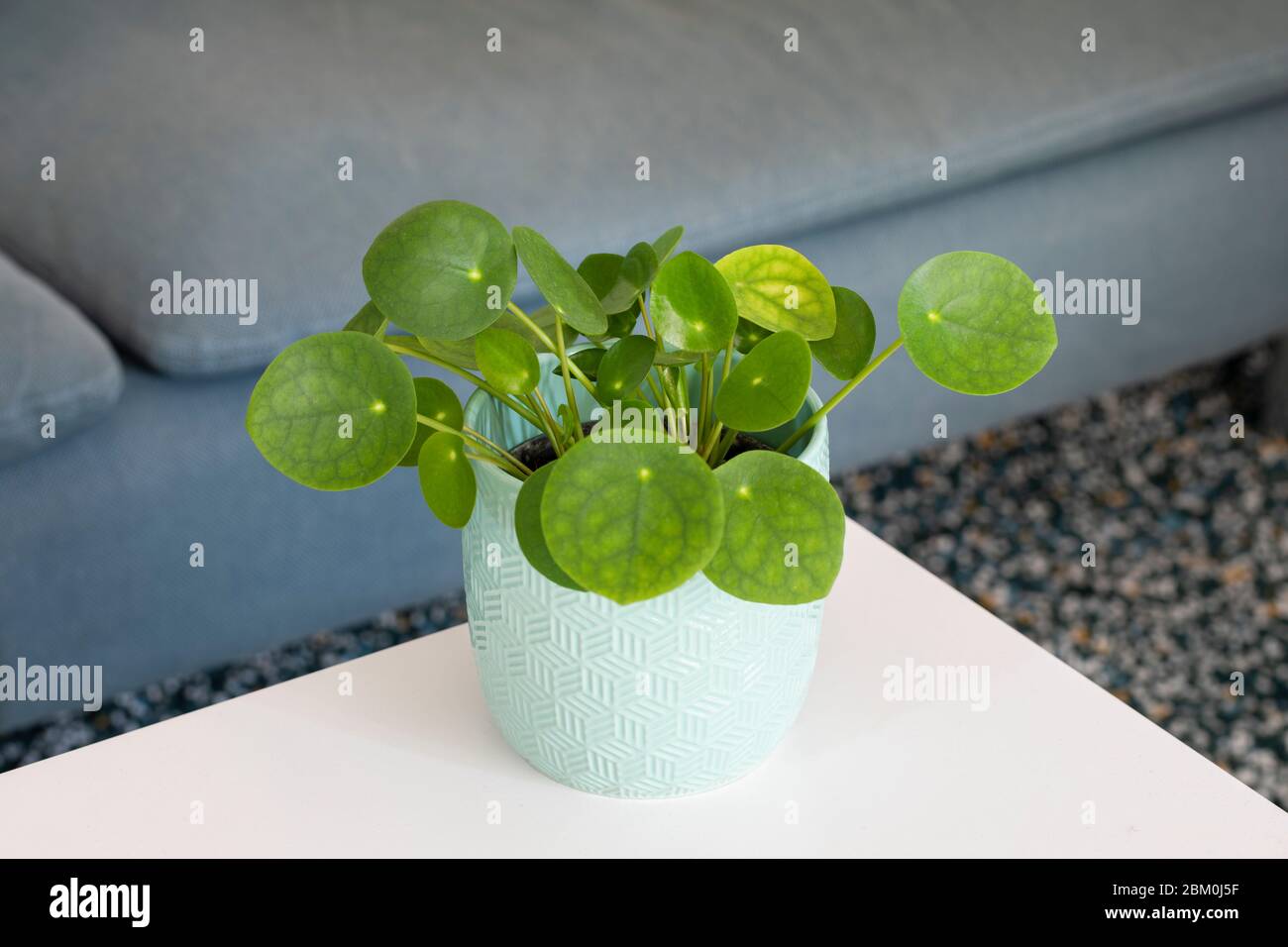Una pianta di soldi cinesi in un vaso bianco su un tavolo con un divano sfocato e un tappeto nel retro Foto Stock