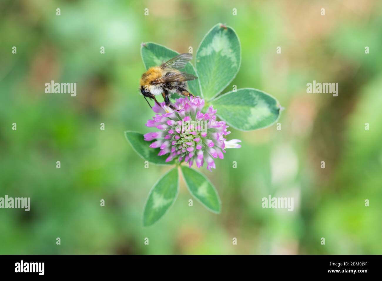 Un primo piano di un'ape su un fiore di trifoglio viola Foto Stock