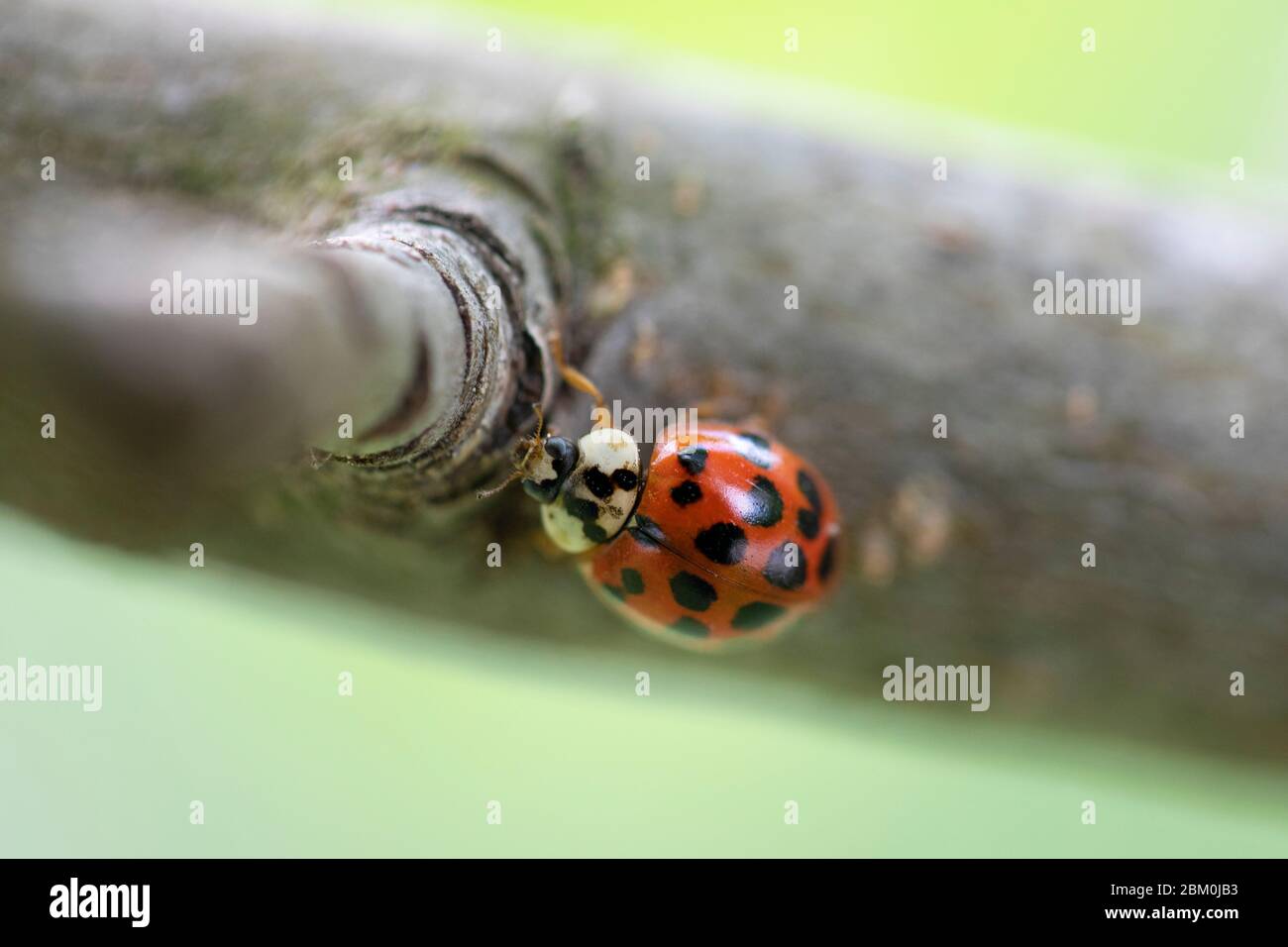 Un primo piano di un ladybug rosso su una foglia verde con uno sfondo sfocato Foto Stock