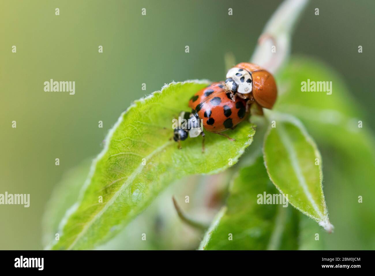 Un primo piano di un ladybug rosso su una foglia verde con uno sfondo sfocato Foto Stock