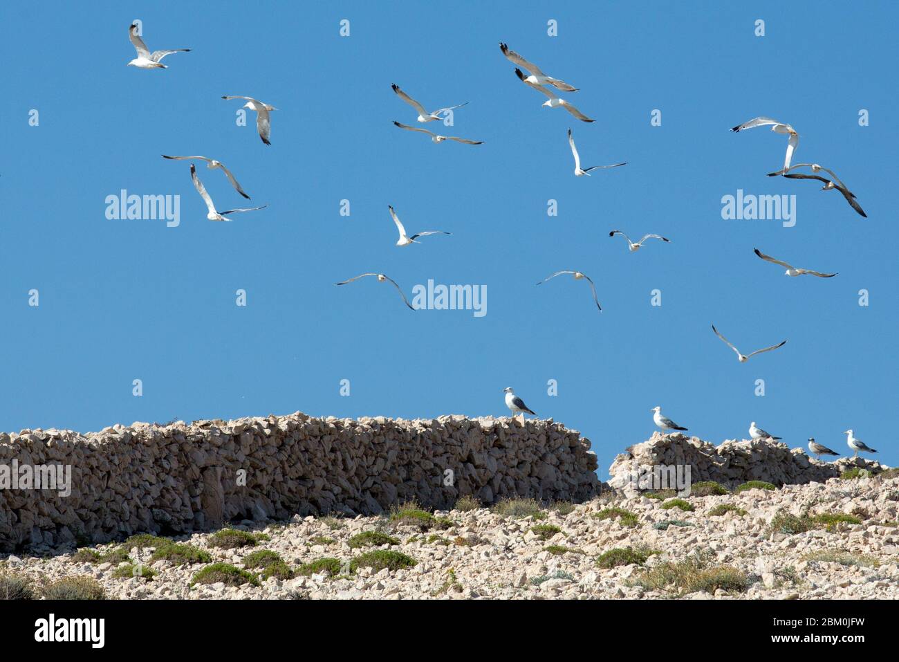 Un gregge di gabbiani che volano e si erge su una recinzione di pietra Foto Stock