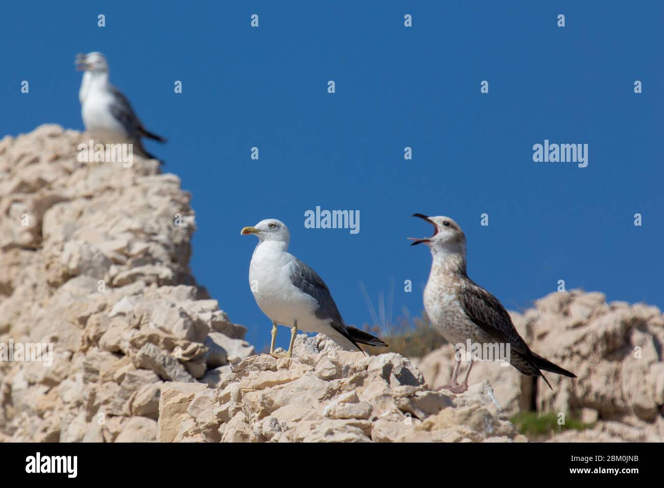 Un gabbiano urlante che si erge sulle rocce Foto Stock