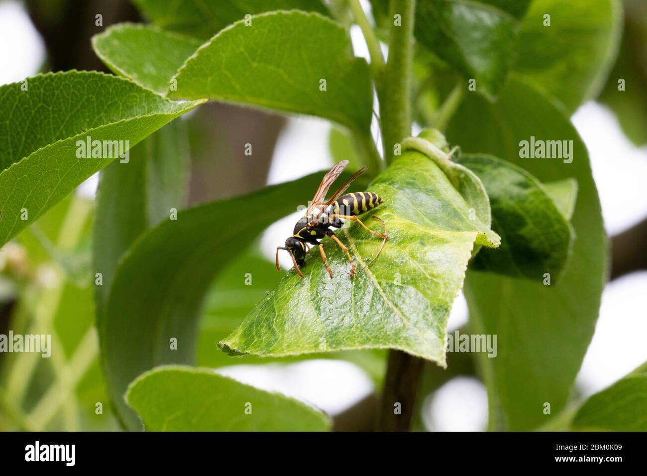 Una vespa su una foglia verde con foglie sfocate sullo sfondo Foto Stock