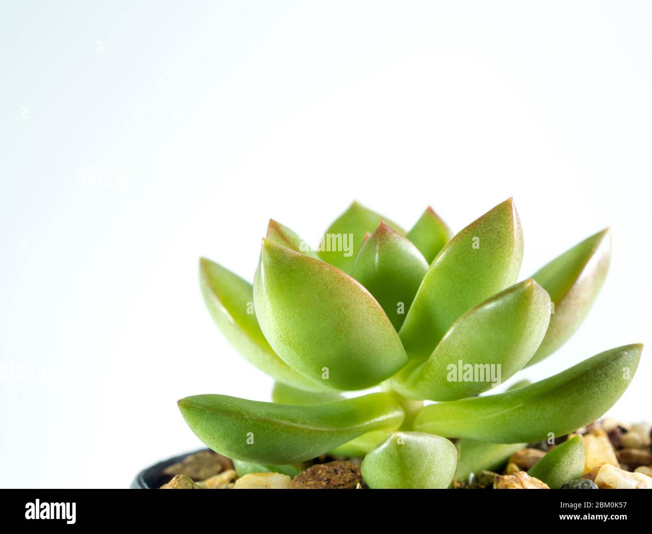 Piante succulente stonecrop, Sedum, la freschezza delle foglie di sedum Lucidum su sfondo bianco Foto Stock