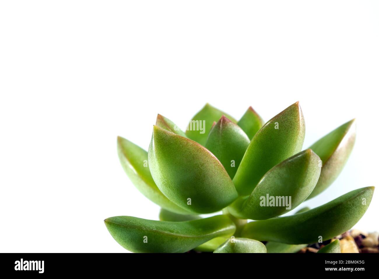 Piante succulente stonecrop, Sedum, la freschezza delle foglie di sedum Lucidum su sfondo bianco Foto Stock