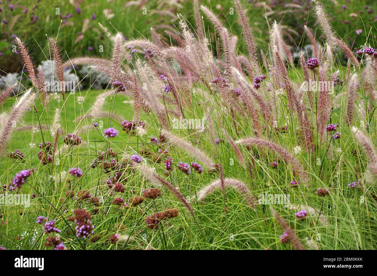 Pennisetum rosa fiorente con altri fiori in giardino, fuoco selettivo Foto Stock