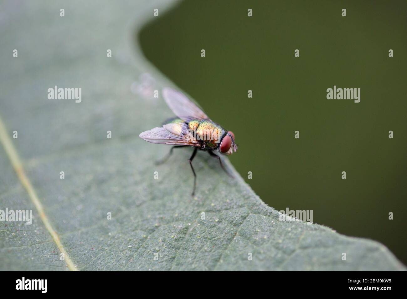 Una mosca dorata in piedi su una foglia di fichi Foto Stock