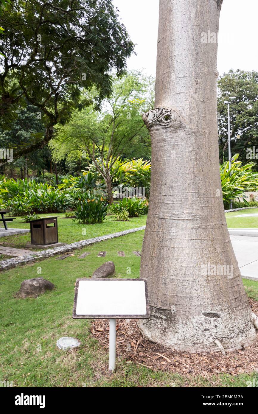 Adansonia digitale Baobab albero con vuoto segno di informazioni nella natura tropicale nel Giardino Botanico Perdana, Malesia. Foto Stock