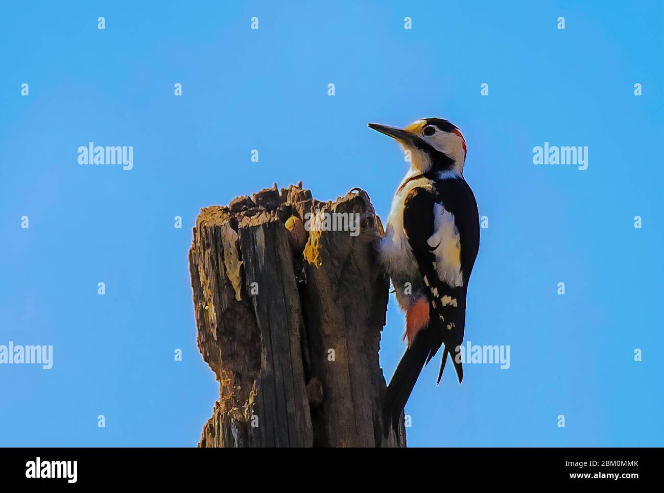 Picchio Rosso Dendrocopos major sul tronco di albero. Foto Stock