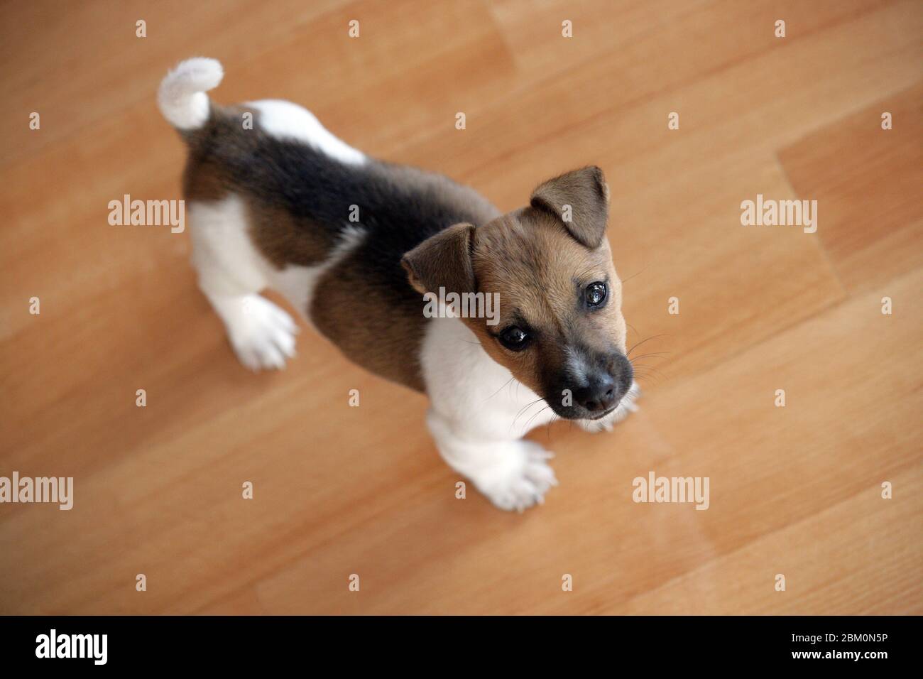 Piccolo dolce jack rusell terrier cucciolo in piedi sul pavimento in parquet Foto Stock