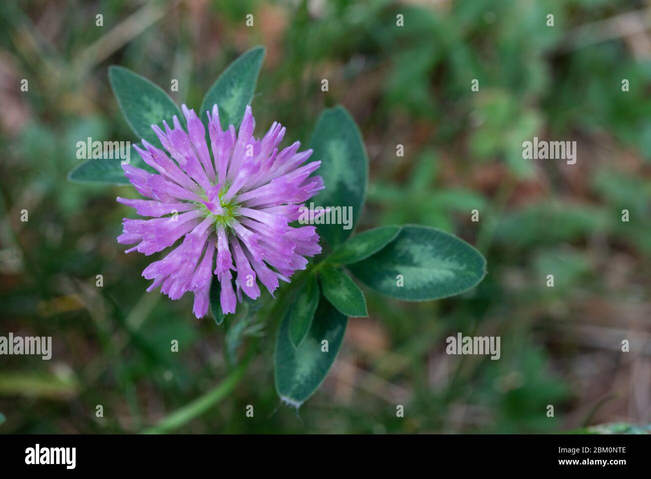 Fiore di trifoglio viola su un prato Foto Stock