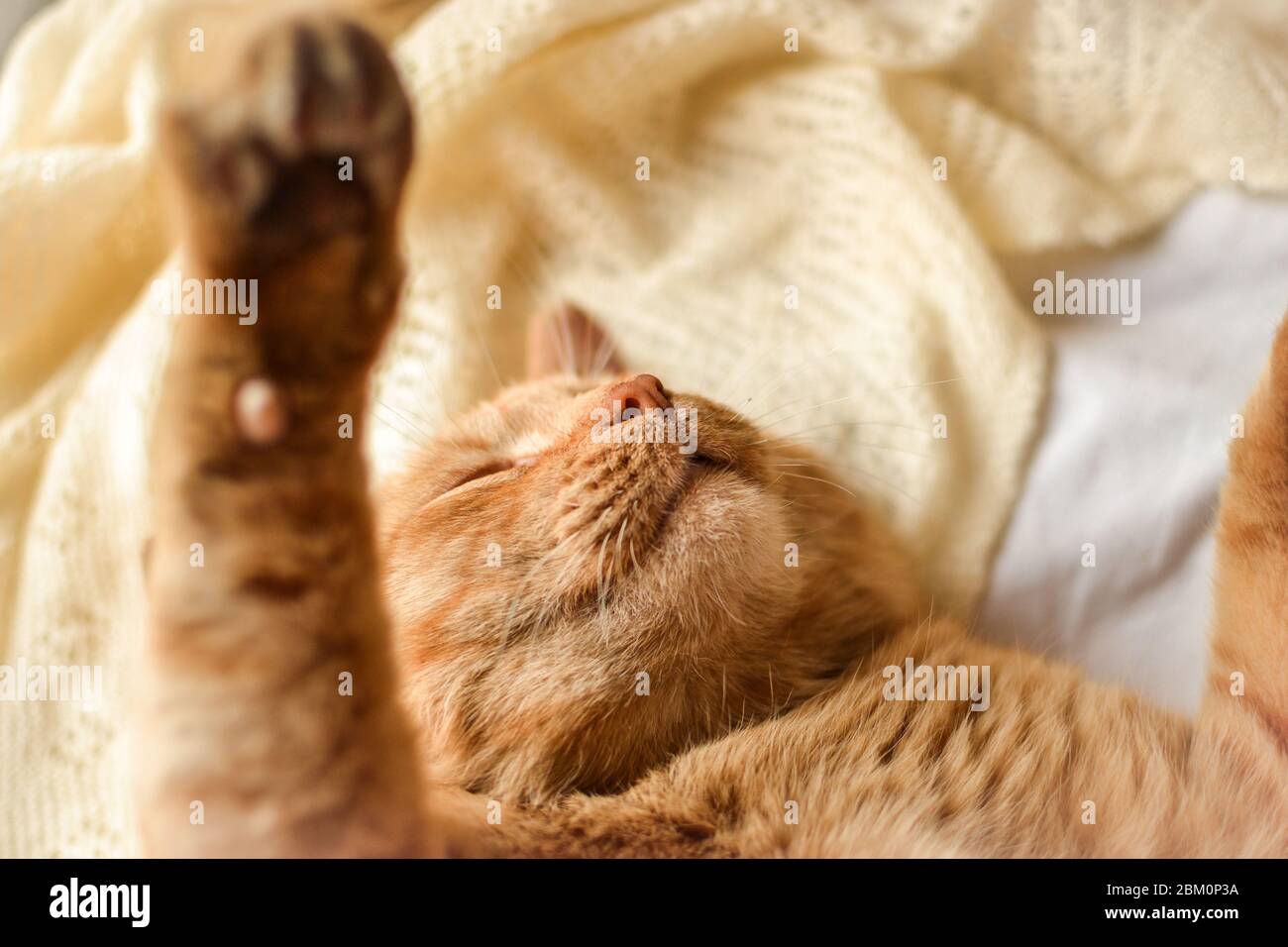 Gatto rosso chiaro su una coperta bianca, luce dalla finestra. Un bel gatto zenzero giace. Foto Stock