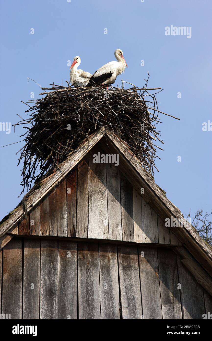 Cicogne in un nido sulla cima di un tetto Foto Stock