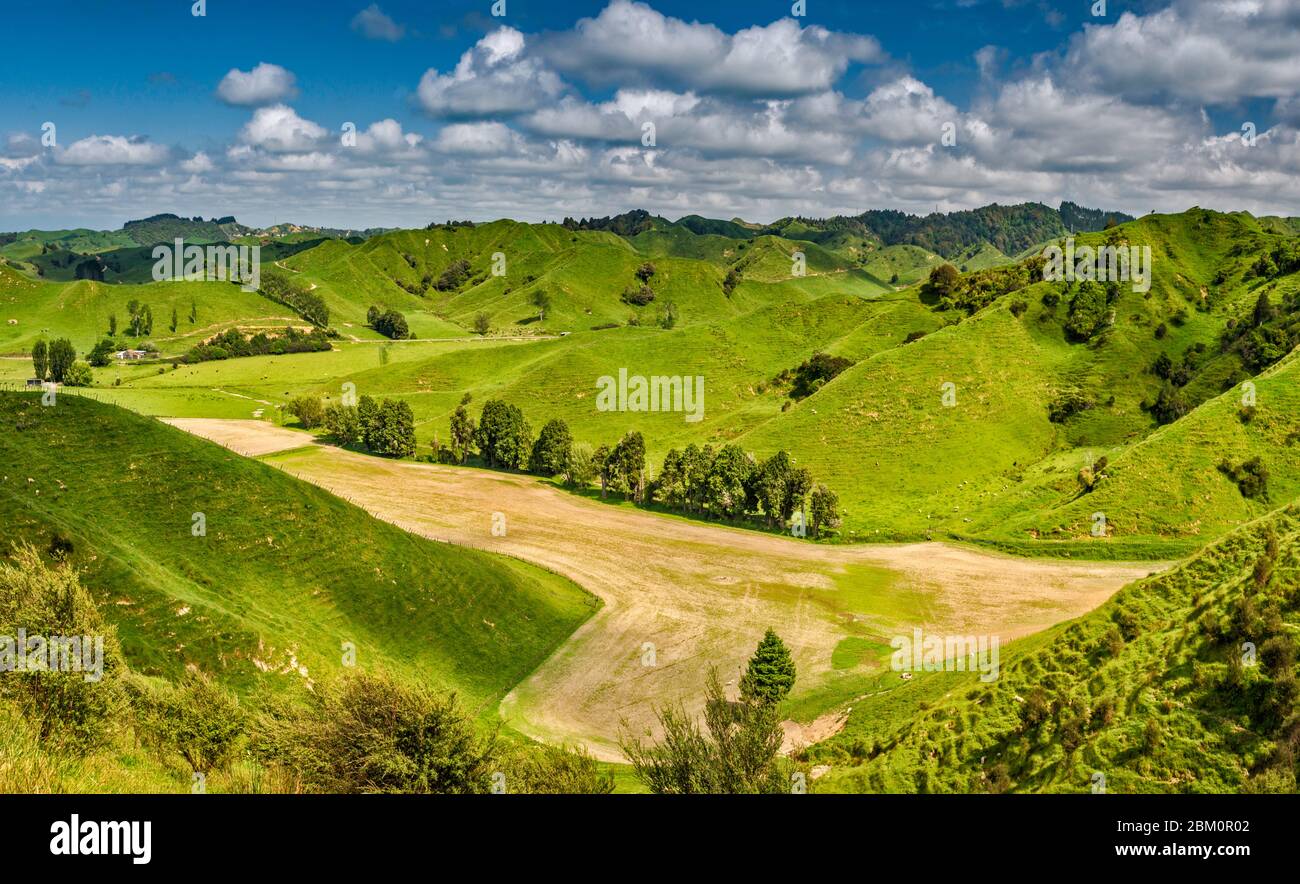 Campo in collina presso la fattoria, zona Saddle Strathmore su Forgotten World Highway (SH43), Taranaki Regione, Isola del Nord, Nuova Zelanda Foto Stock