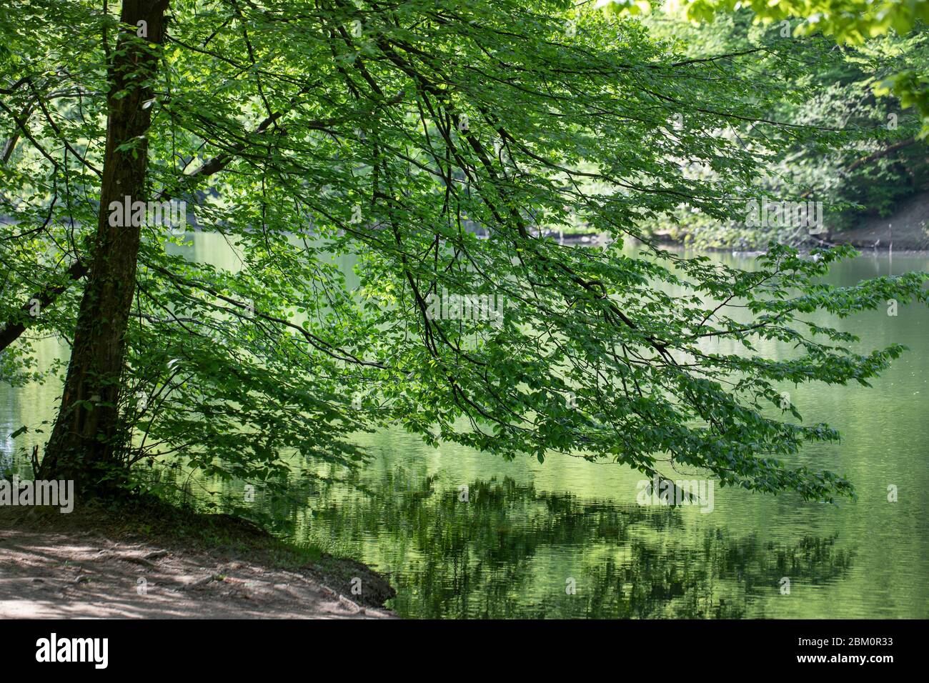 Grandi rami di alberi che toccano la superficie di un lago Foto Stock