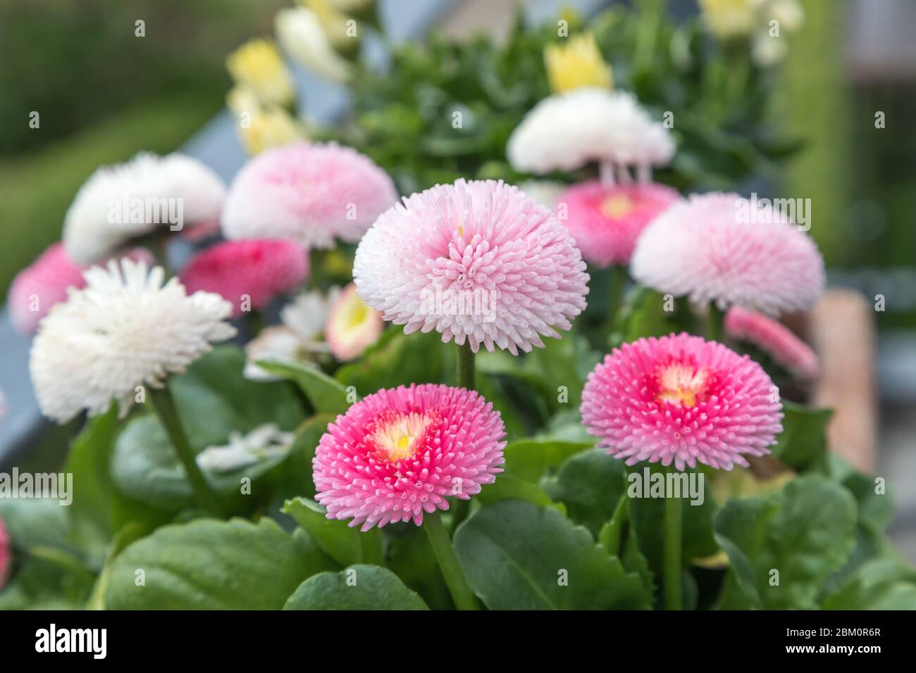 perennis bellis fiorito sul balcone Foto Stock