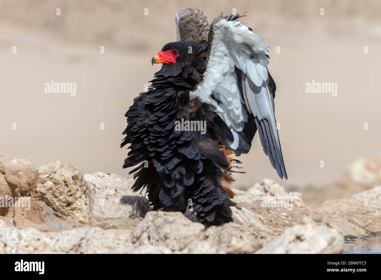 Bateleur (Terathopius ecaudatus) mostra maschile, Kgalagadi Transfertier parco, Sudafrica Foto Stock