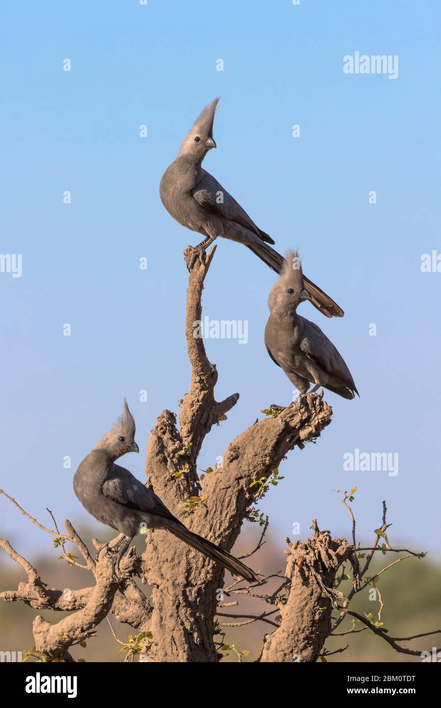 Uccelli grigi di via (Corythaixoides concolor), riserva di caccia di Mashatu, Botswana Foto Stock