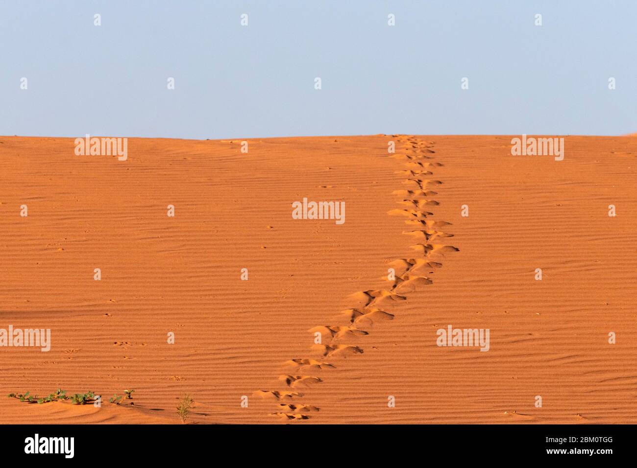 Tracce animali su dune di sabbia, Kgalagadi Transfertier Park, Sudafrica, Foto Stock