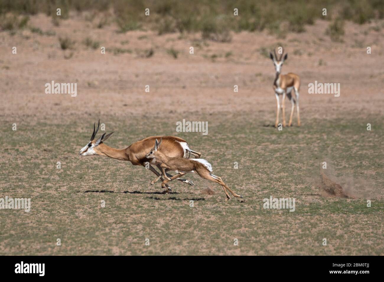 Springbok (Antidorcas marsupialis) e nuovo nato vitello running, Kgalagadi Tranfrontiera Park, Sudafrica Foto Stock