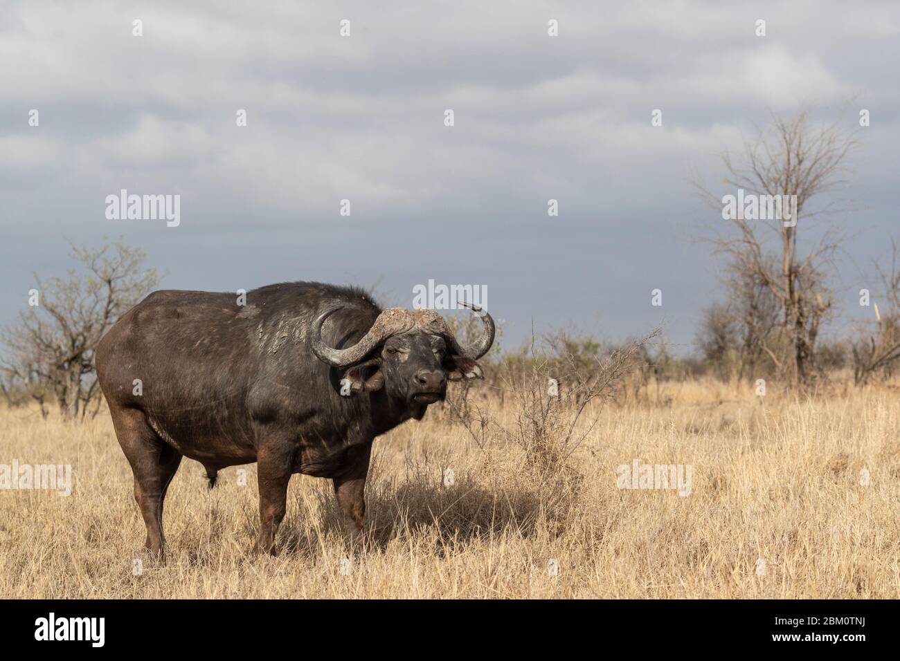 Capo bufalo (Syncerus cafer), Parco nazionale Kruger, Sudafrica, Foto Stock