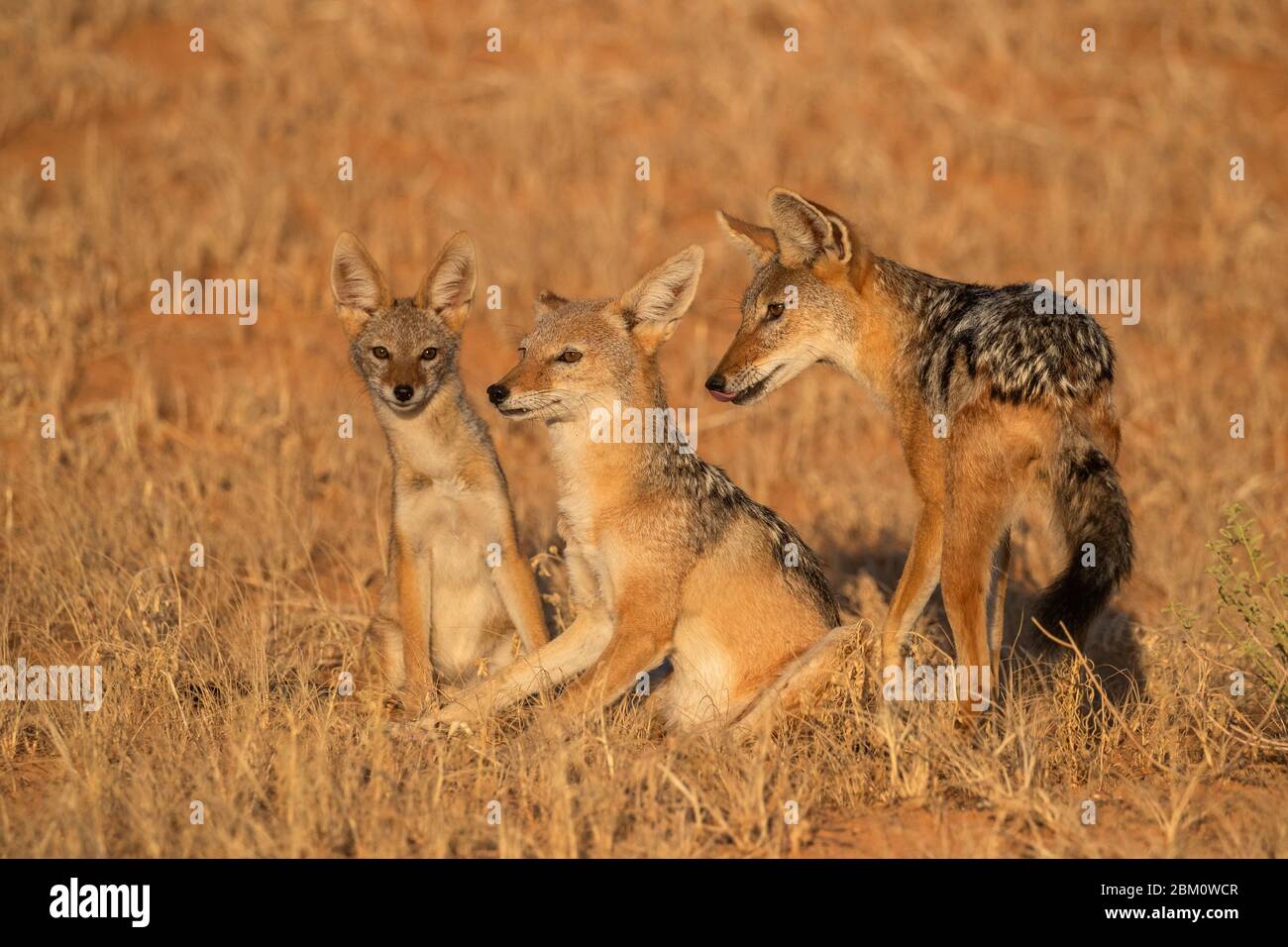 Jackal Blackbacked (Canis mesomelas) con il giovane, Kgalagadi Transfertier Park, Sudafrica Foto Stock