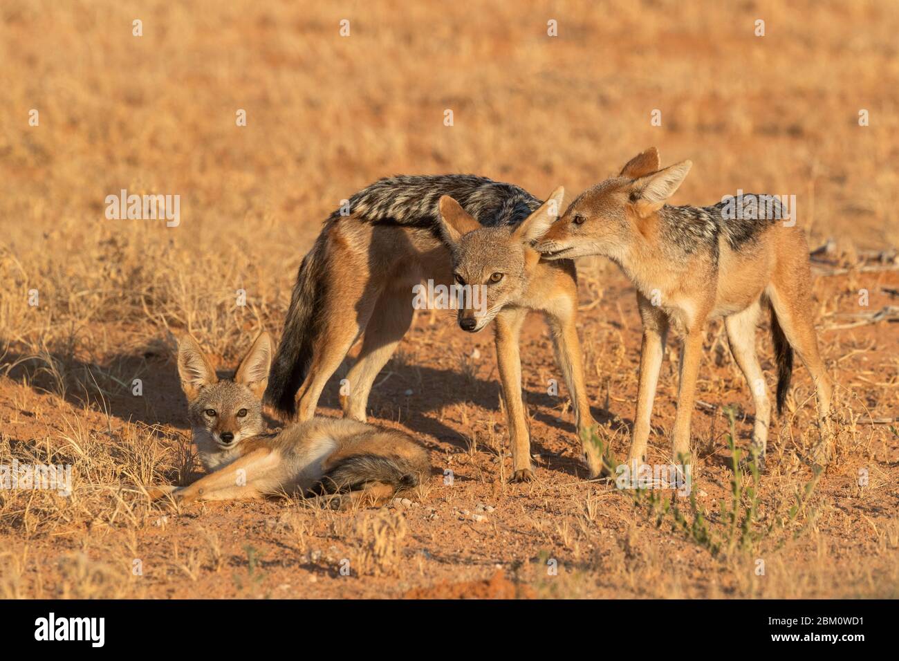 Jackal Blackbacked (Canis mesomelas) con il giovane, Kgalagadi Transfertier Park, Sudafrica Foto Stock